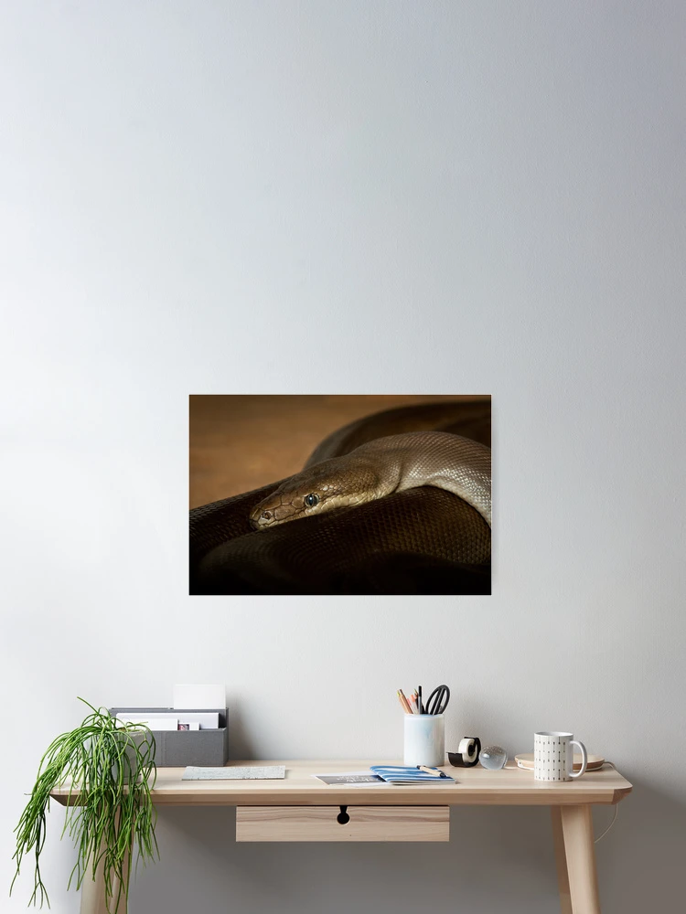 Imagen 2 de 3, Póster con la obra Olive Python, diseñada y vendida por Craig Hender.