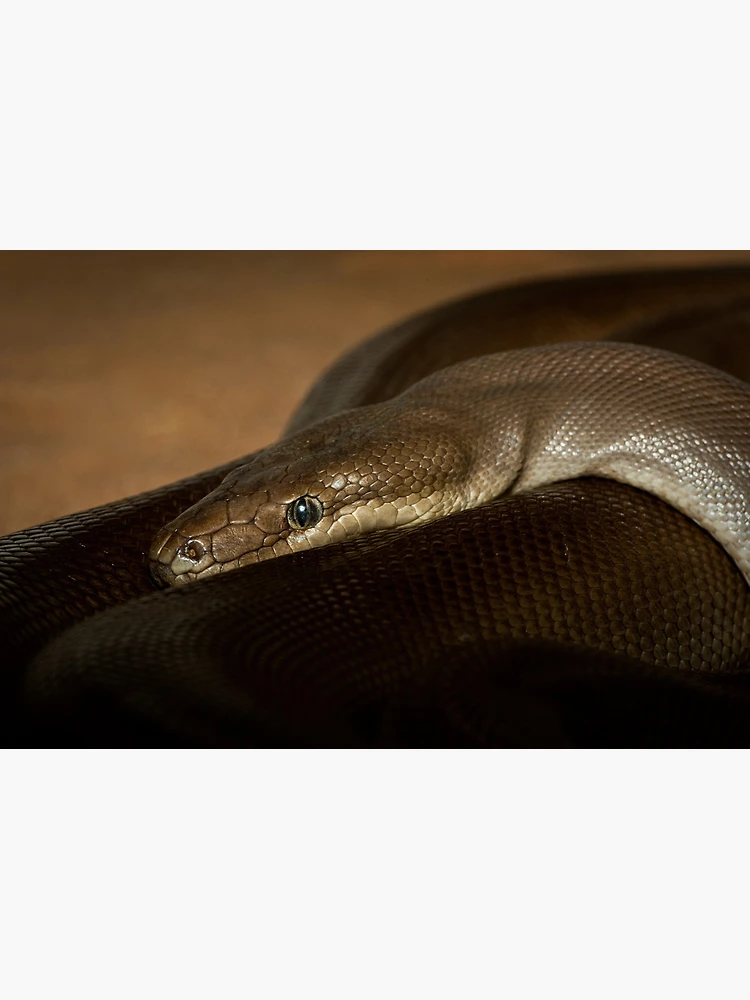 Imagen 3 de 3, Póster con la obra Olive Python, diseñada y vendida por Craig Hender.
