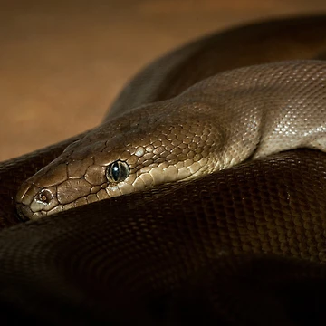 Imagen de la obra Olive Python de Craig Hender
