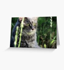 SASSAFRAS Greeting Card