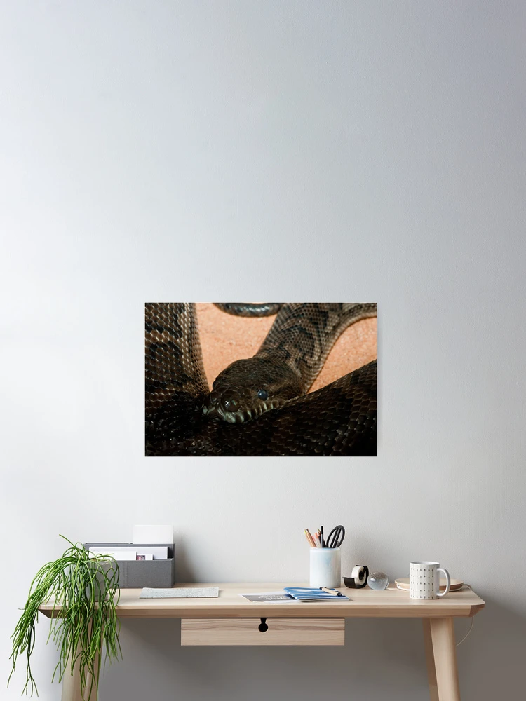 Thumbnail 2 of 3, Poster, Carpet Python designed and sold by Craig Hender.