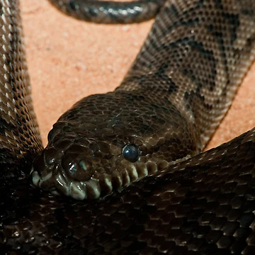 Artwork thumbnail, Carpet Python by Craig Hender