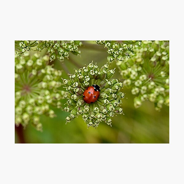 Little Lady Photographic Print