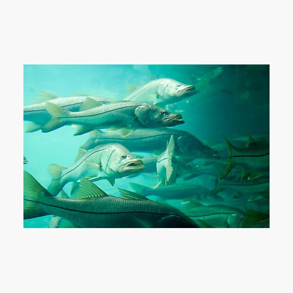 Snook Photographic Print