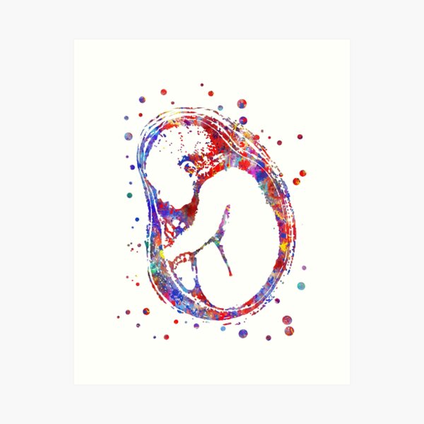 Fetus, foetus, baby's development, watercolor fetus, watercolor foetus Art Print