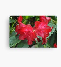 Red Crown Canvas Print