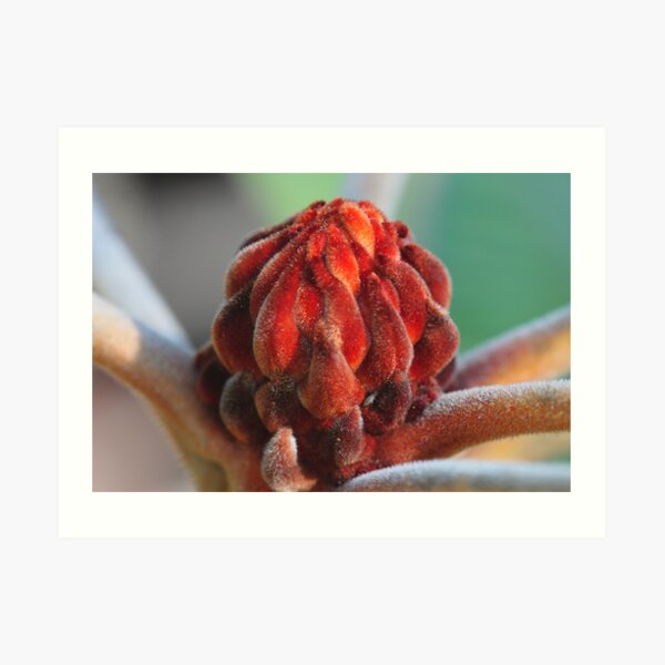 Banksia Robur Art Print