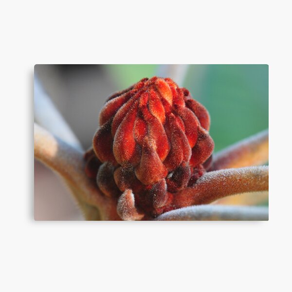 Banksia Robur Canvas Print