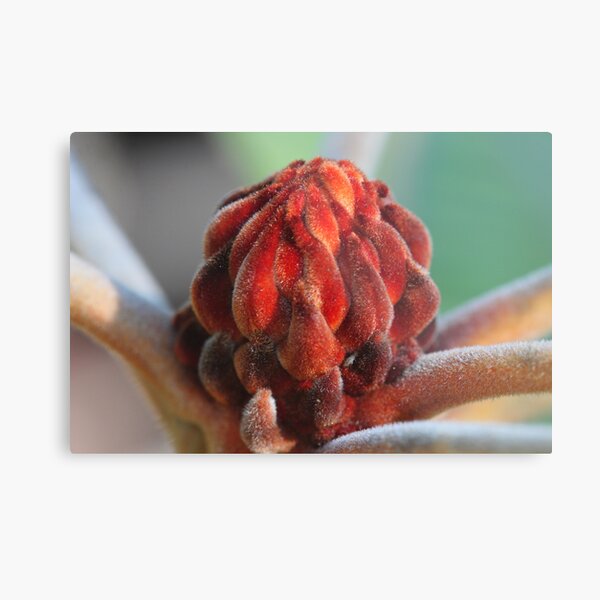 Banksia Robur Metal Print