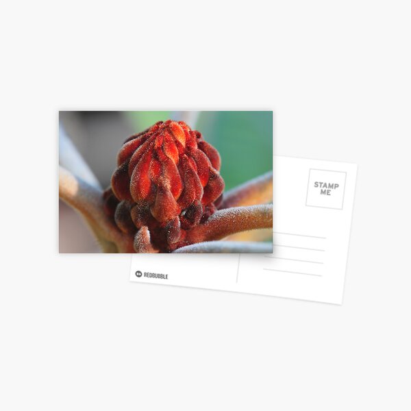 Banksia Robur Postcard