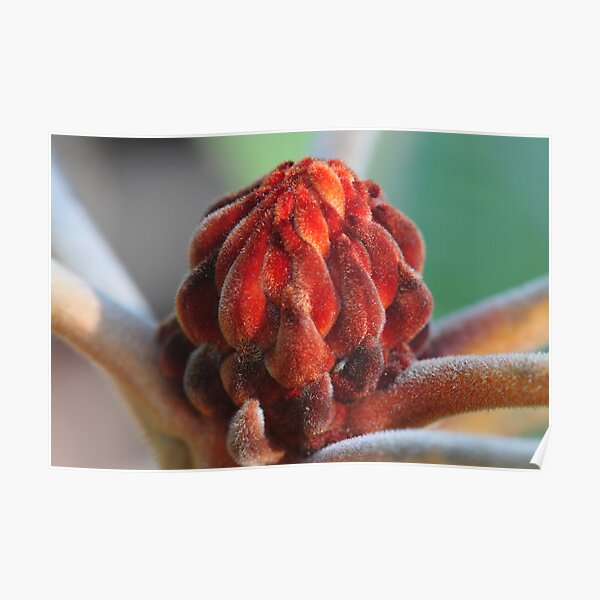 Banksia Robur Poster