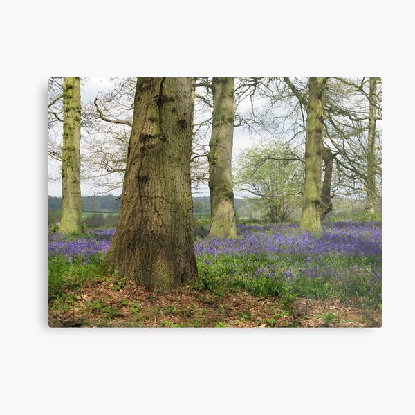 Bluebells Woods Metal Print
