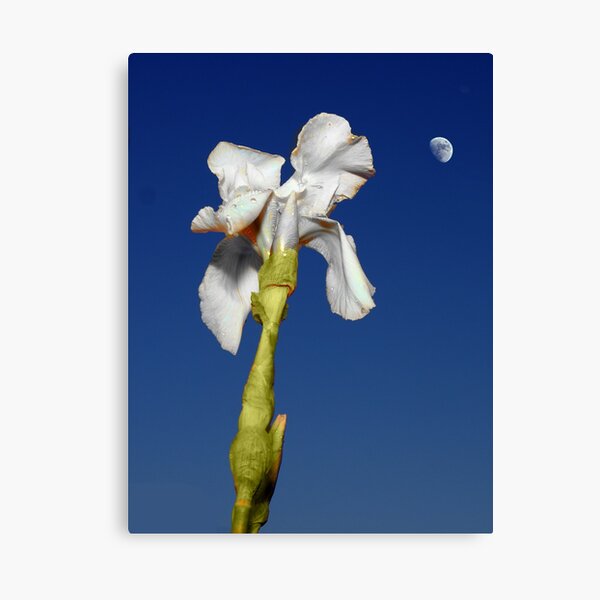 Aperçu de l'œuvre Moonflower créée et vendue par David Meacham.