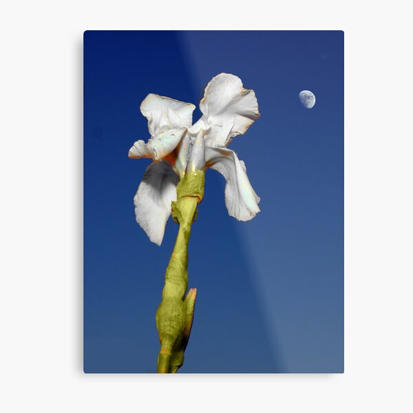 Aperçu de l'œuvre Moonflower créée et vendue par David Meacham.