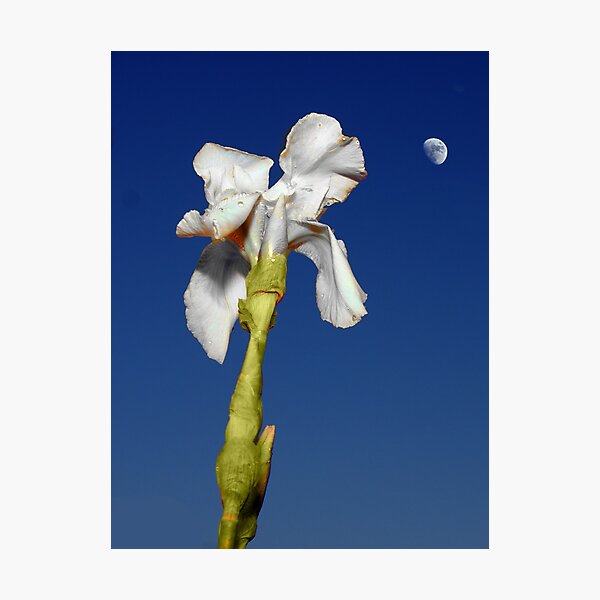 Aperçu de l'œuvre Moonflower créée et vendue par David Meacham.