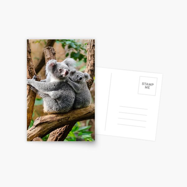 Mother Koala And Baby Koala Postcard