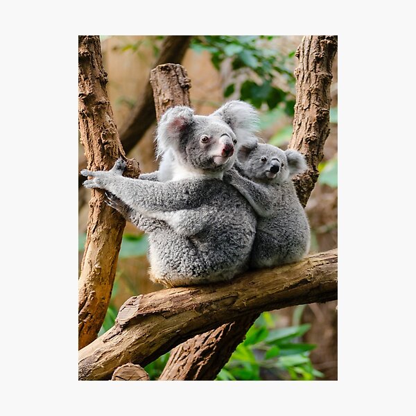 Madre Koala Y Bebé Koala Lámina fotográfica