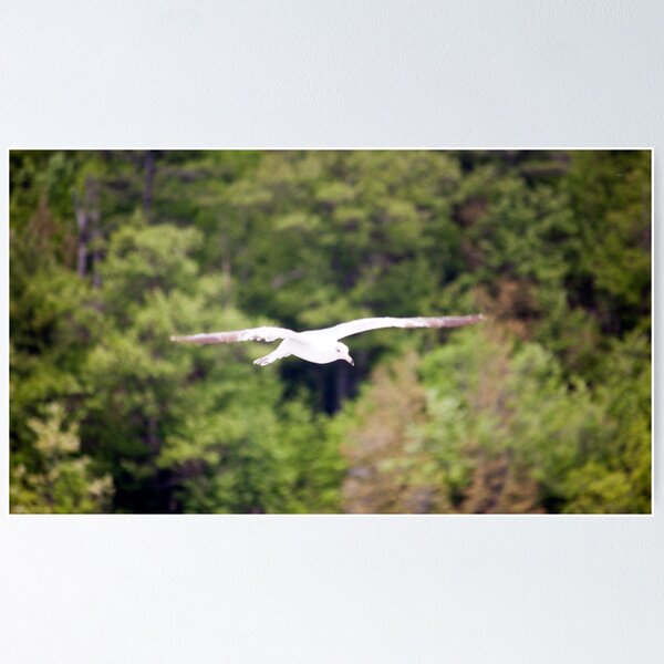 Item preview, Flying seagull designed and sold by Josef Pittner.