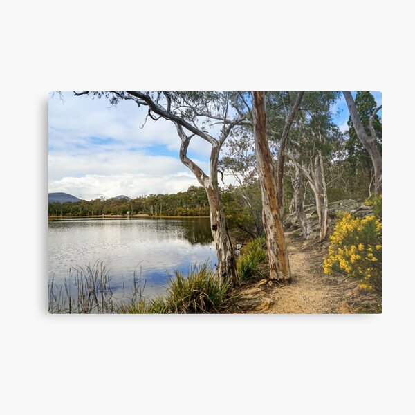 Dunns Swamp, Cudgegong River, Wollemi National Park Metal Print