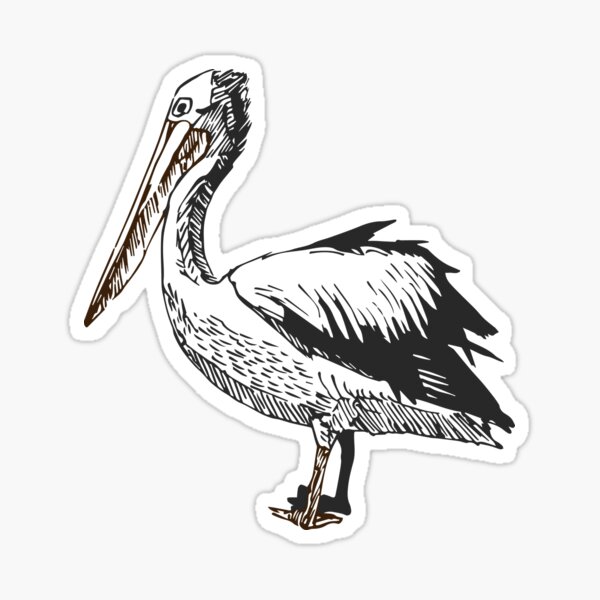 Pelican Feeding Sticker
