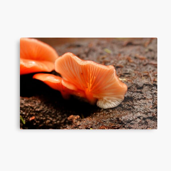 Item preview, Earthy Apricot Fungi designed and sold by WobblyWombat.