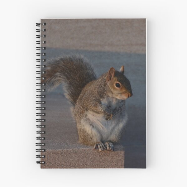 Item preview, Urban Gray Squirrel designed and sold by Malcolm Snook.