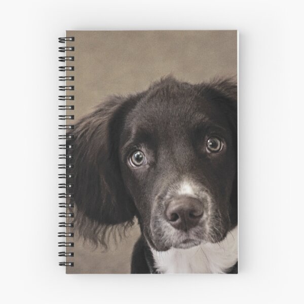 Item preview, Springer Spaniel designed and sold by Anne Staub.