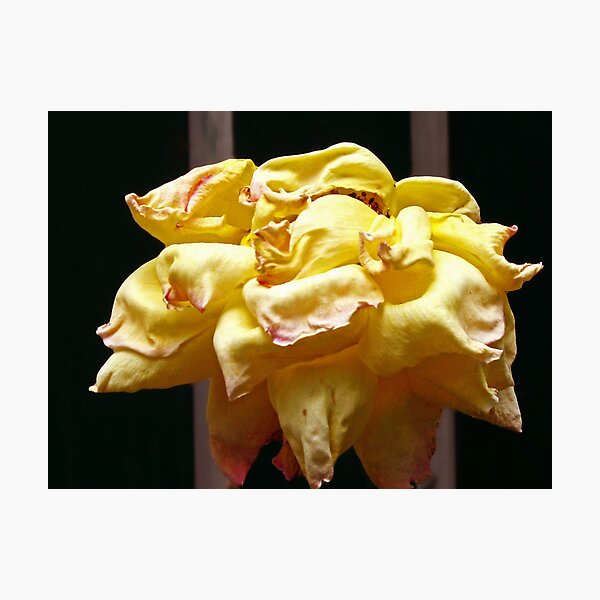 Ichabod Photographic Print