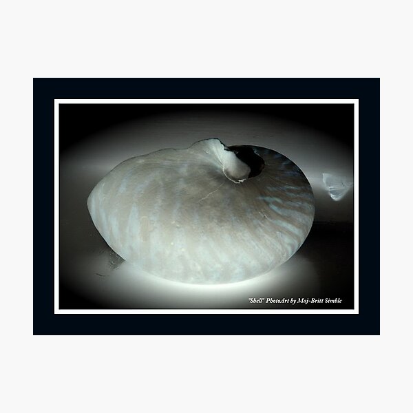 "Shell 3" Photographic Print