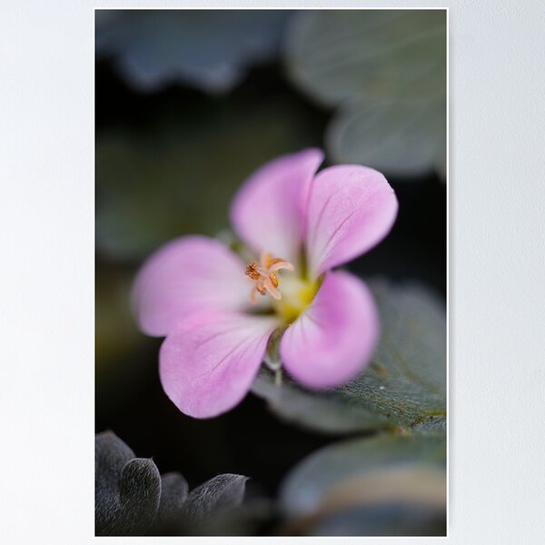 Item preview, Silky Smooth Petals designed and sold by WobblyWombat.