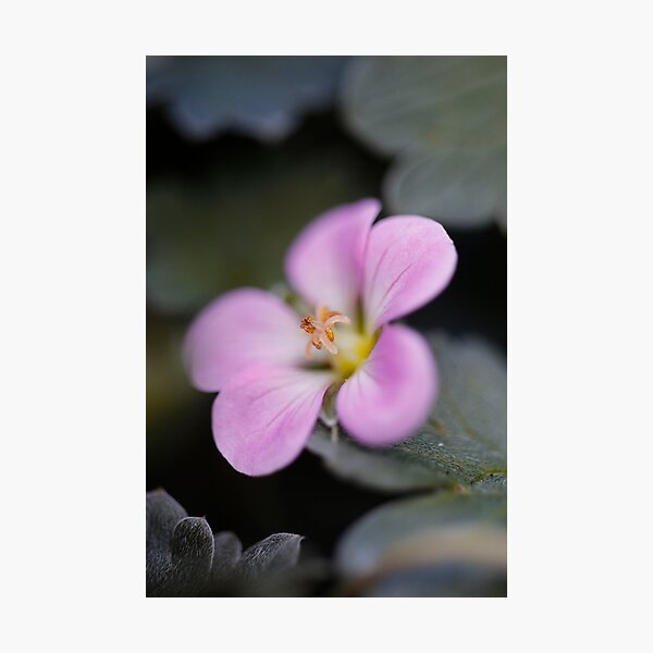 Item preview, Silky Smooth Petals designed and sold by WobblyWombat.