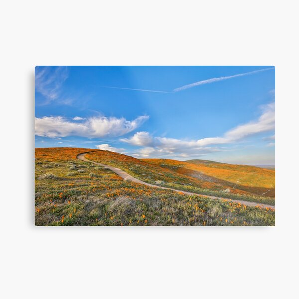 Poppy Craze Metal Print