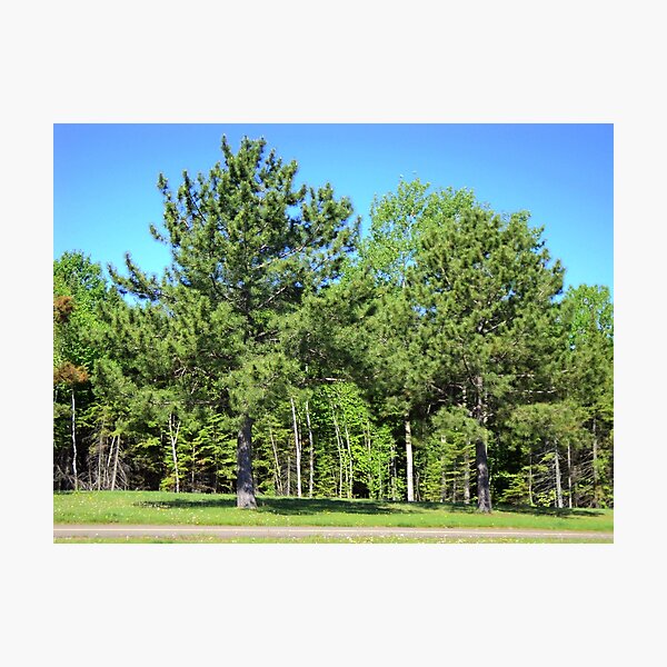 Boulevard Lake Forest Thunder Bay Photographic Print