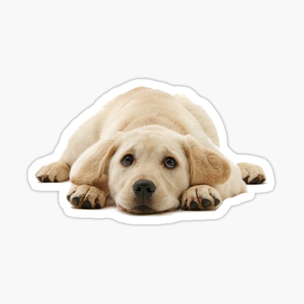 Item preview, Yellow Lab Puppy designed and sold by TraciBLantzy.