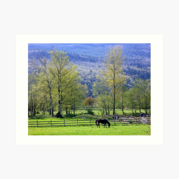 BC Horse Grazing Art Print