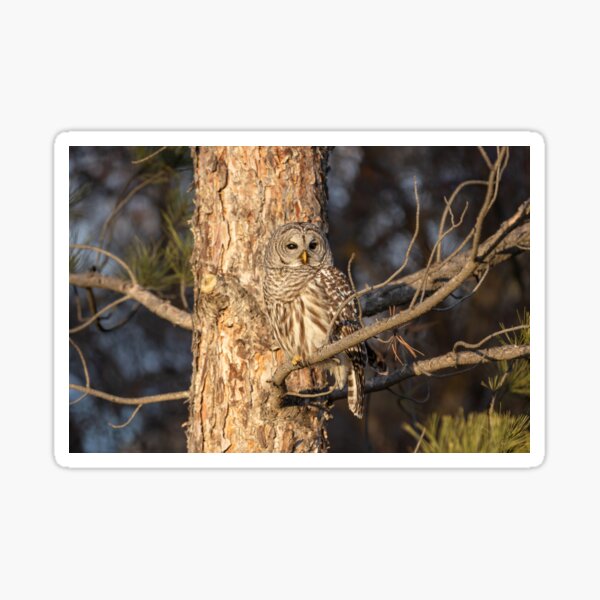 Barred Owl Perched in Tree-horizontal Sticker