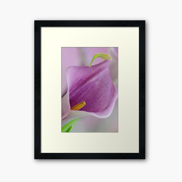 Item preview, Mauve Arum Lily designed and sold by Extraordinary Light.