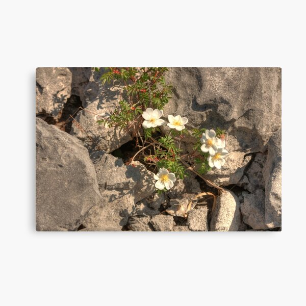 Item preview, Burnet Roses designed and sold by John Quinn.