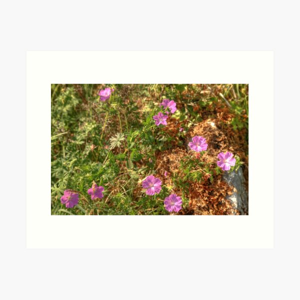Item preview, Beautiful Burren Flowers designed and sold by John Quinn.