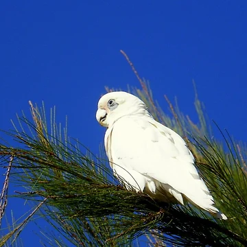 Artwork thumbnail, Corella by Rinaldo Di Battista