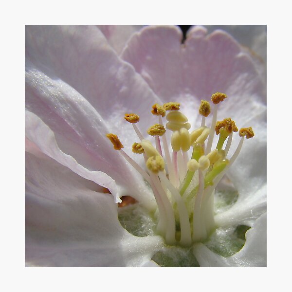 Item preview, apple blossom after rain designed and sold by purpleminx.