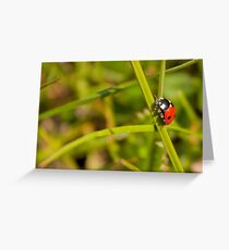 "Beetle of Our Lady" Greeting Card