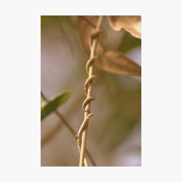 Item preview, creeping vine designed and sold by KaPaphotography.