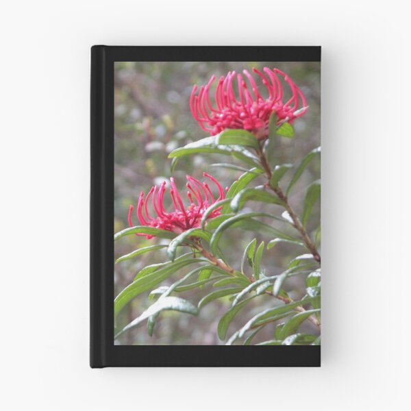 Item preview, Three Waratahs, King Billy Walk, Cradle Mountain, Tasmania,Australia. designed and sold by kaysharp.