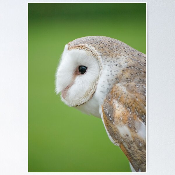 Item preview, Barn Owl designed and sold by Jenny Dean.