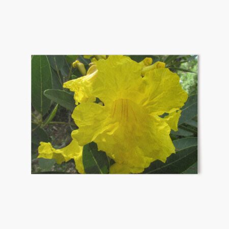 Tabebuia Chrysotricha: Golden Trumpet Tree For Sale South Florida 🌳