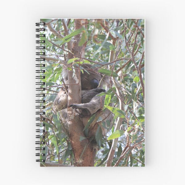 Item preview, Koala in a tree, Morialta Conservation Park, S.A. designed and sold by elphonline.
