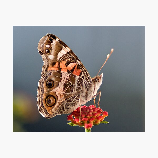 Item preview, Butterfly designed and sold by Regenia Brabham.