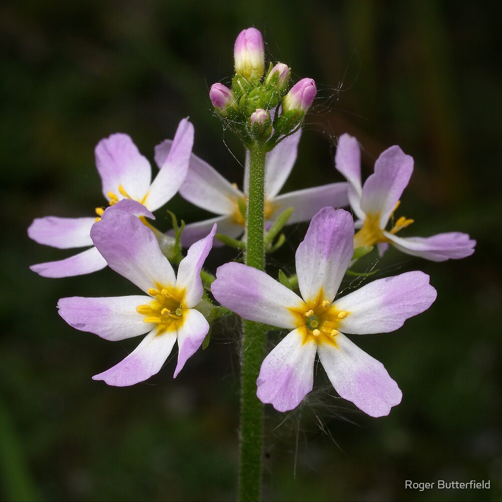 water-violet-by-roger-butterfield-redbubble