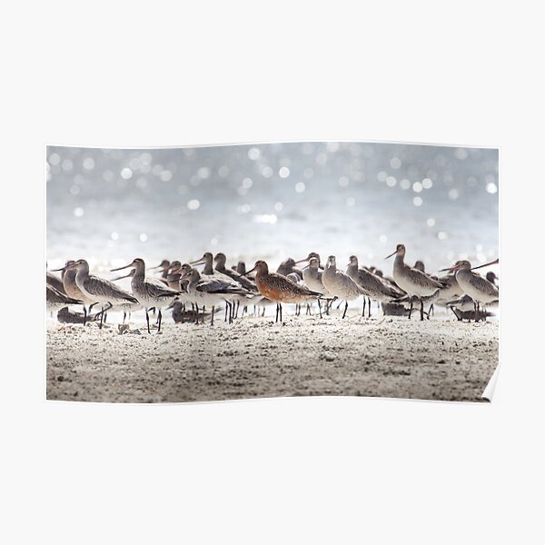 Bar-tailed Godwit Poster